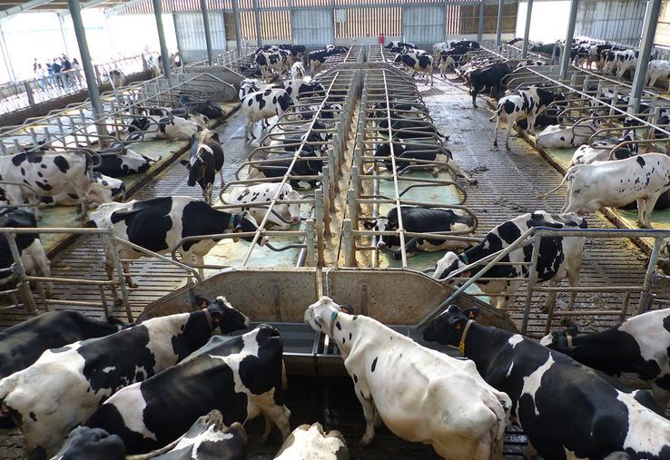 Après des années de crise, le système laitier est le seul qui connaît  une augmentation du chiffre d’affaires. 