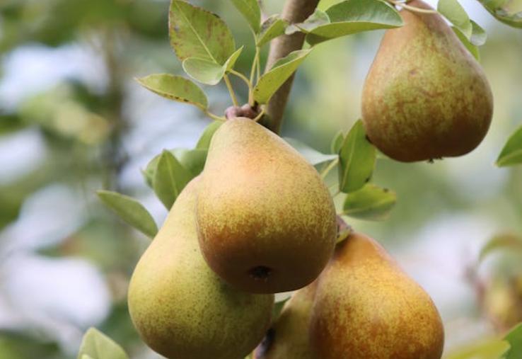récolte de poires en France