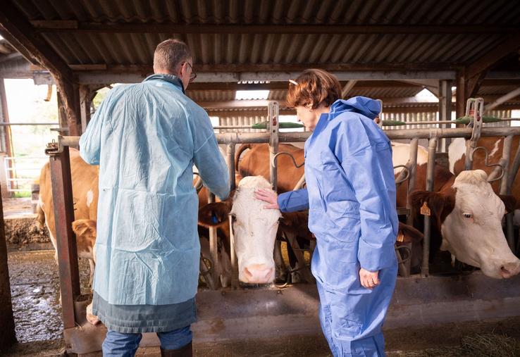 Annie Genevard annonce la reprise des exportations de bovins sous conditions à partir du 1er novembre.
