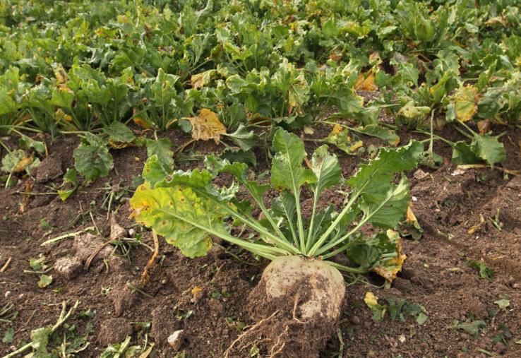 La moitié de la surface de betteraves en bio a disparu et ne représente plus  que 1 000 ha en France. 