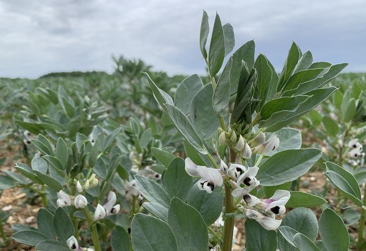 Les bénéfices sont encore plus nets lorsque la rotation intègre une légumineuse comme la féverole, le pois ou la luzerne. 