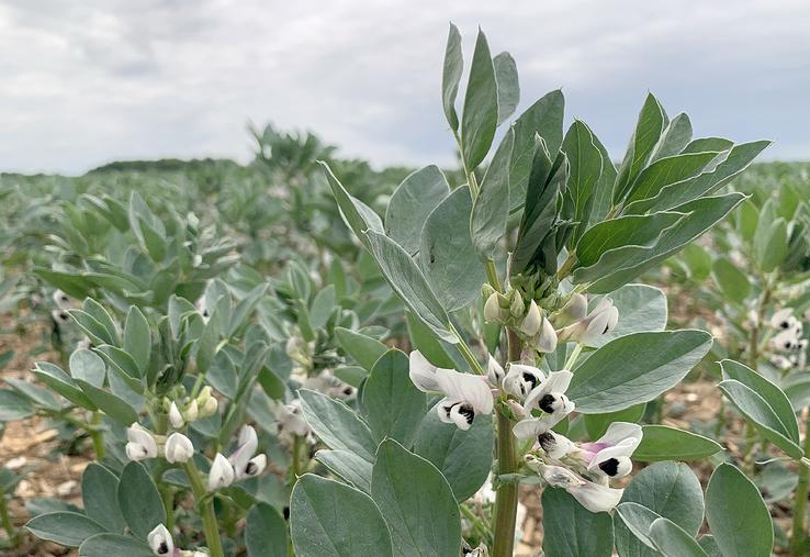 La féverole, avec une variété à faible PMG comme Nanaux, semble la plus adaptée à cette technique. 