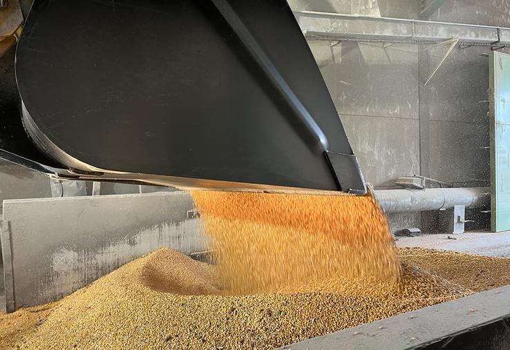 Une fois récolté, le maïs est livré au séchoir de Rosières-en-Santerre, qui sèche le grain entre 50 et 55°C dans les 72h après réception, pour atteindre le taux d’humidité requis de 15 %. 