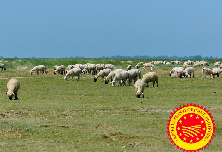 Comme pour les agneaux AOP des prés salés de la Baie de Somme, le Siqo garantit l’origine et la qualité des produits régionaux. 