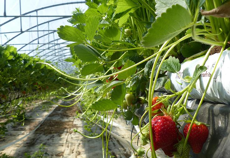 Les endives et les fraises sont deux produits phares du Marché de Phalempin. 