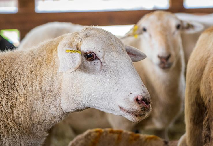 Séparer les brebis et les agnelles gestantes est une des recommandations pour limiter les risques infectieux. 