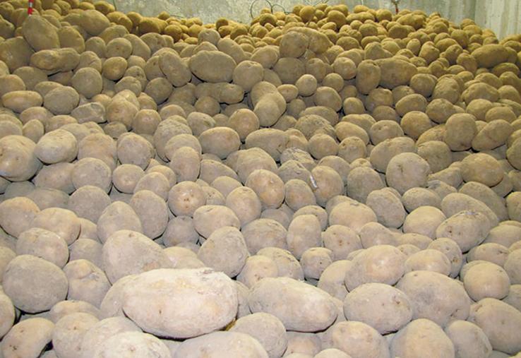 L’application de solutions antigerminatives doit se faire sur des tubercules bien secs et cicatrisées, souvent trois semaines a minima post récolte. 