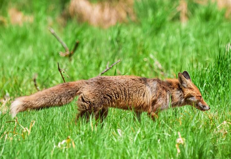 renard et influenza aviaire 