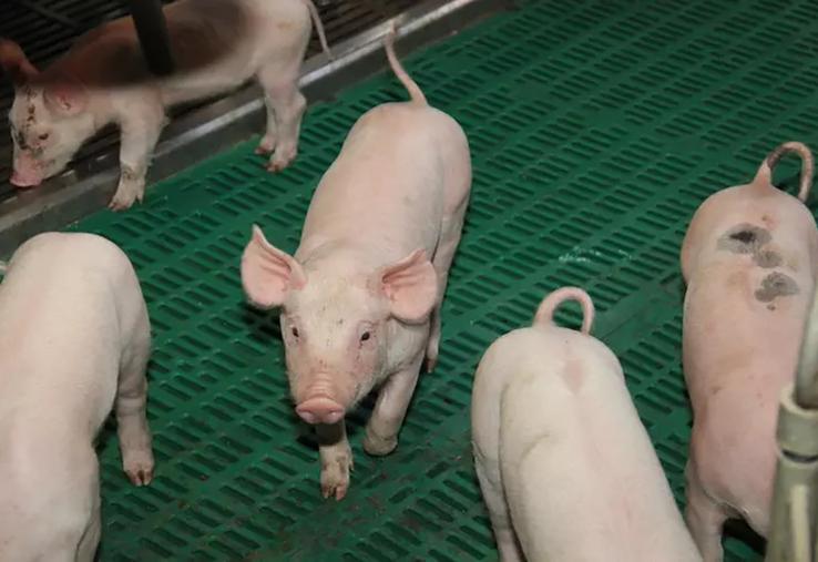 Dans le panorama national, l’élevage de porc dans les Hauts-de-France place cette région au 5e rang. 