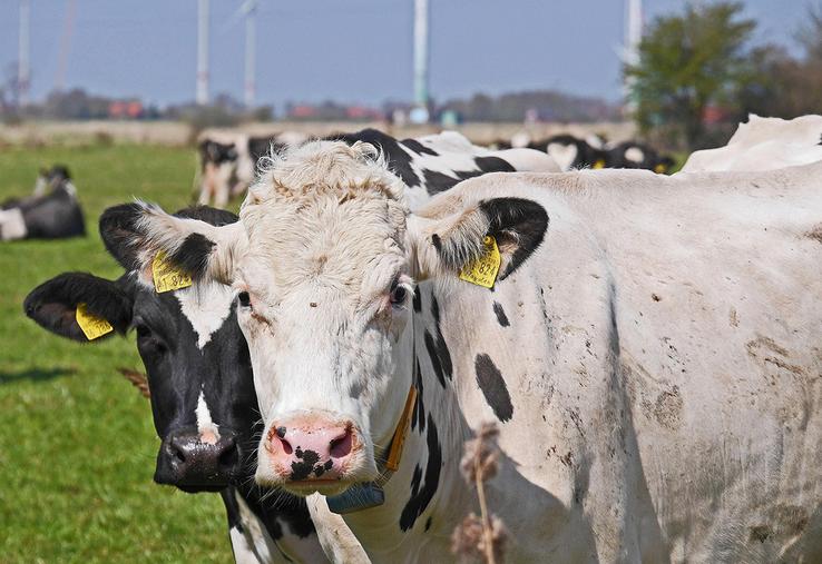 Un précédent texte de 2022 pointait déjà des nuisances à l’élevage liée supposément à la présence d’éoliennes.