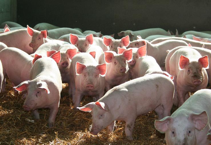 La certification «Le porc français» concerne aujourd’hui 244 élevages, soit 78 % des élevages de porc des Hauts-de-France. 