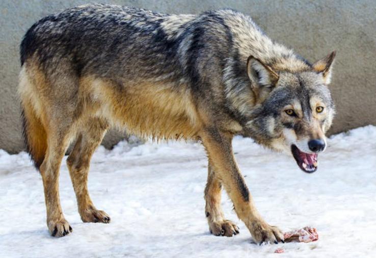 chasse du loup en Finlande