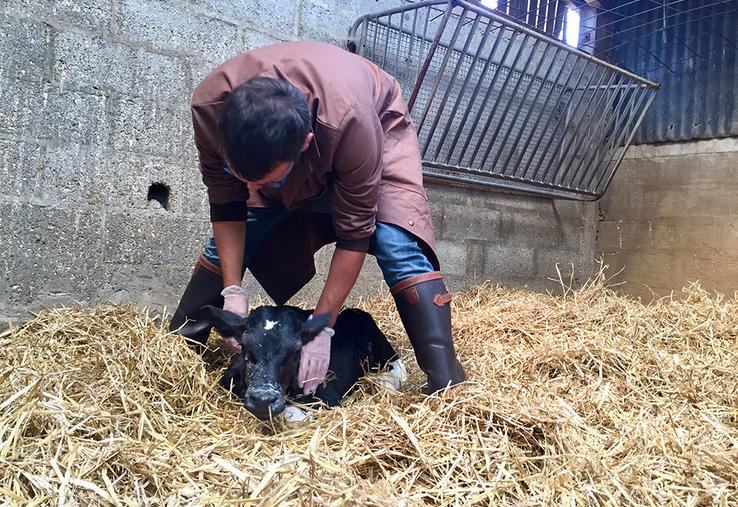 La vaccination est particulièrement pertinente pour la protection des jeunes bovins. 