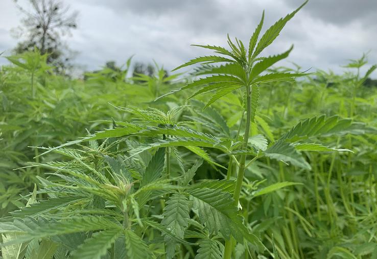 Pour la région Hauts-de-France, investir dans le développement de la bioéconomie, comme la filière chanvre, permet de se démarquer à l’échelle européenne. 