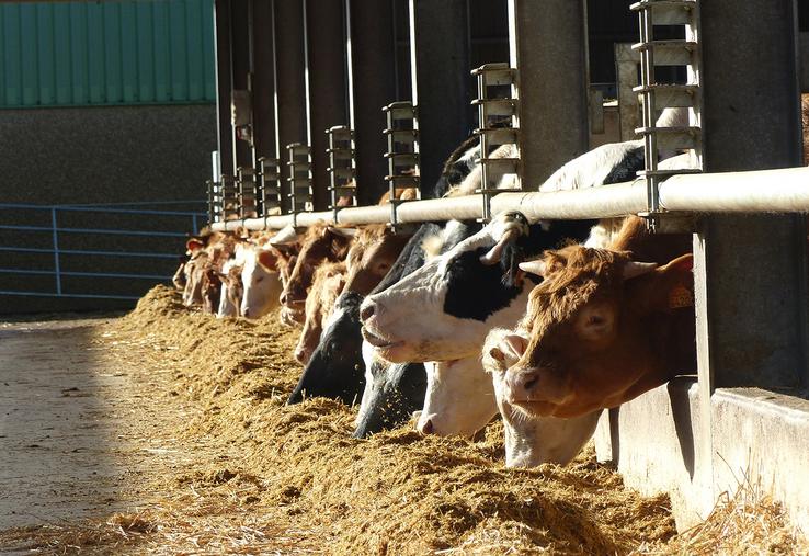 Parmi les hausses de prix figurent celle des gros bovins (+ 25,4 %).