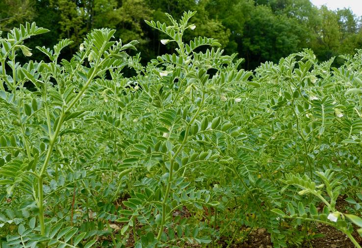 En raison du risque de récolte tardive à cause d’un automne humide, la culture  du pois chiche et déconseillée en Hauts-de-France. 