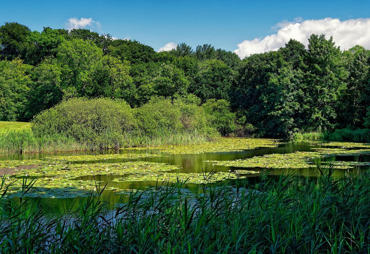 L’entretien d’une mare doit garantir sa fonctionnalité. 