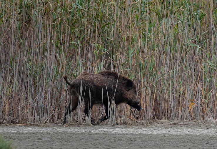 Pour le sanglier, les prélèvements sont pour la deuxième année consécutive  en hausse (+2,1 %).
