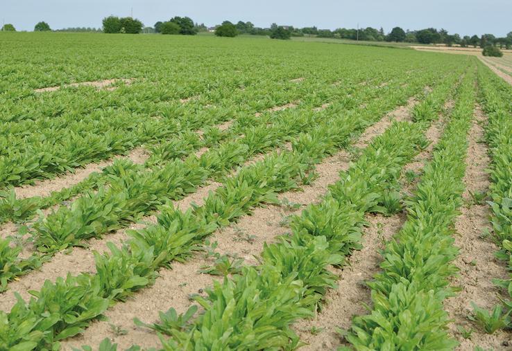 La cameline pourrait participer à la décarbonation des transports aériens. Reste à monter la filière et à convaincre des agriculteurs de se lancer dans la culture.