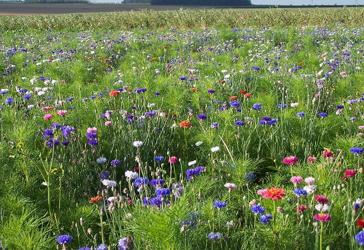 Toute personne peut se prévaloir de la prescription trentenaire à la condition  de se comporter «en véritable propriétaire» et «être de bonne foi».