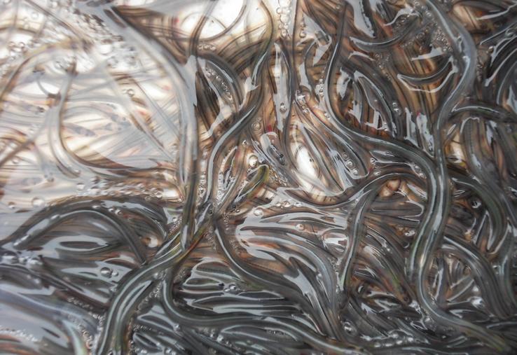 pêche illégale de civelles anguilles condamnation de pêcheurs