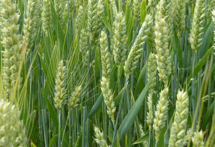 NBT NGT semences et plants innovation sélection variétale