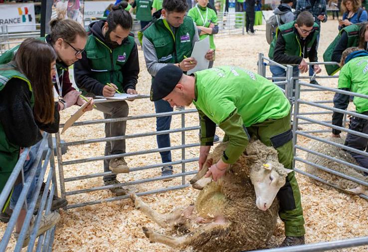 Les Ovinpiades s’articulent autour d’épreuves techniques centrées  sur les compétences clés d’un éleveur de brebis. 