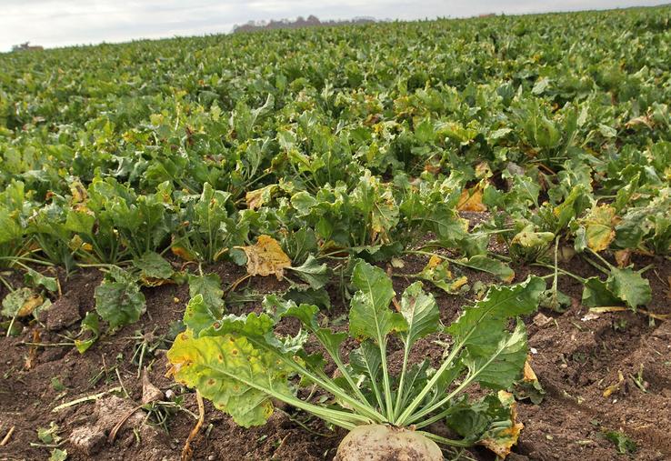 En betteraves, la marge prévue pour 2026 est plutôt à la baisse avec un prix «annoncé» de 27 €/t. La marge brute serait de 1 067 €/ha, soit 600 € de moins que la moyenne sur dix ans. 