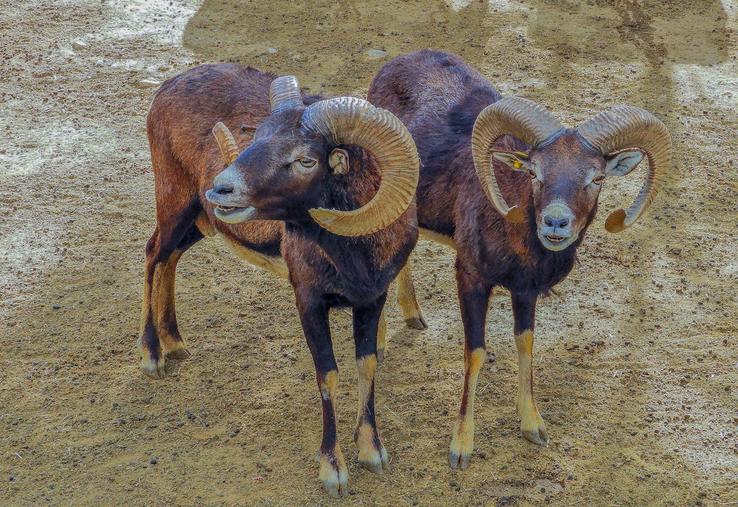 mouflon en baie de Somme