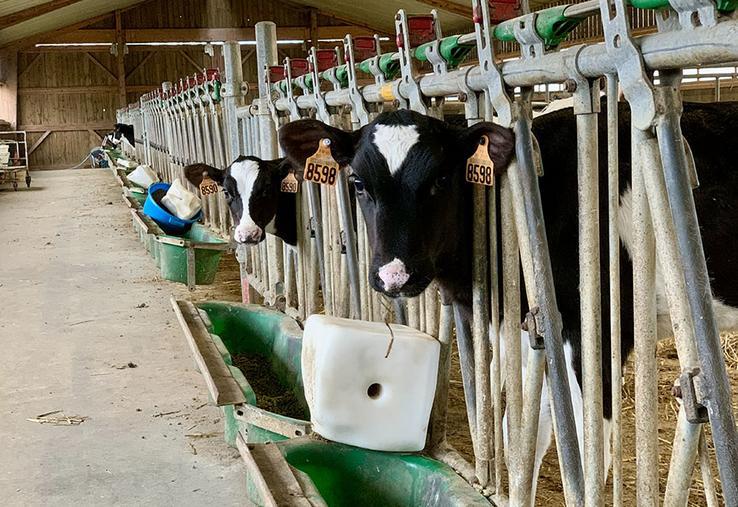 Bien élever ses veaux est chronophage, mais c’est un investissement rentable  à long terme. 