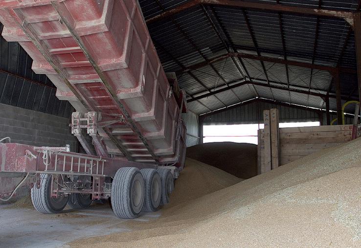 La collecte de céréales progresse, mais la filière biologique reste marginale  en volume.
