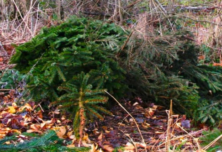 Office national des forêts sapin de Noël