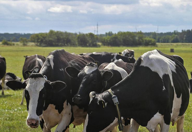 Les experts du Cerfrance recommandent de raisonner sur le coût de revient  d’une vache laitière. 