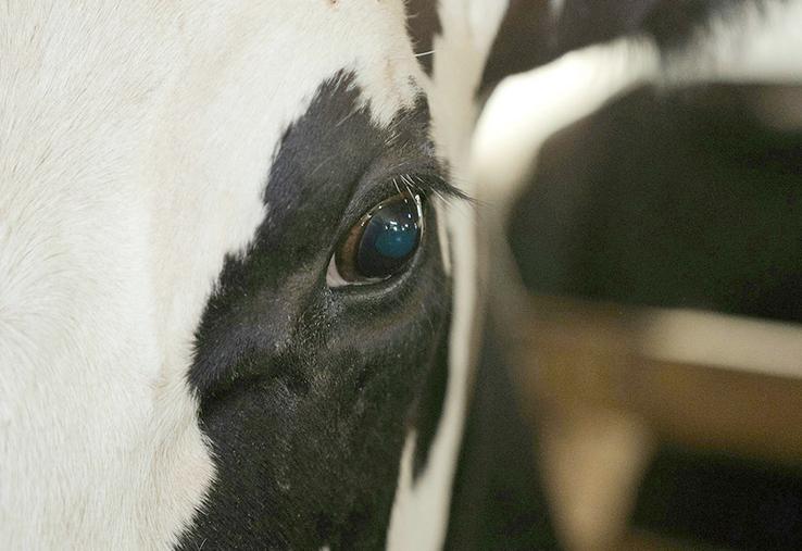 Les scientifiques considèrent que la stratégie de dépeuplement ne peut pour l’instant pas être revue. 
