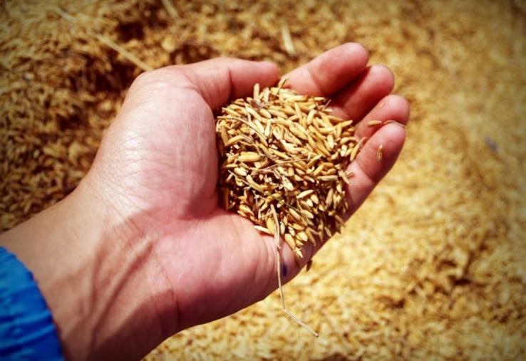 conjoncture économique difficile pour les céréaliers