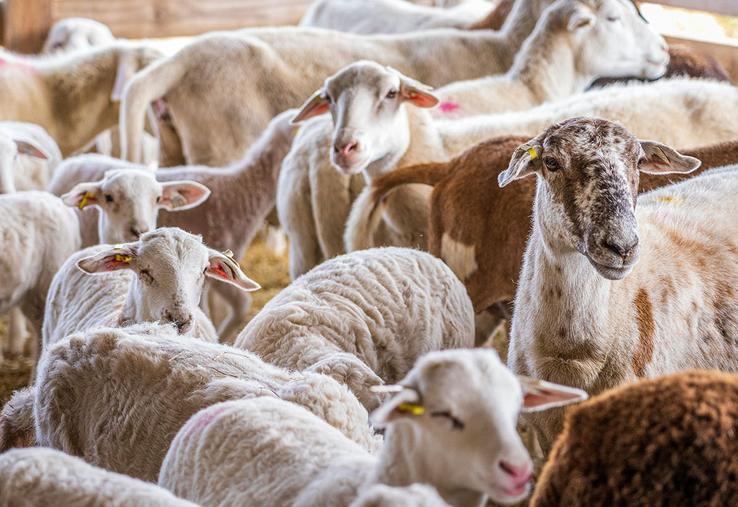 La télédéclaration concerne les aides ovines, caprines, bovins laitiers, bovins allaitants et veaux sous la mère. 