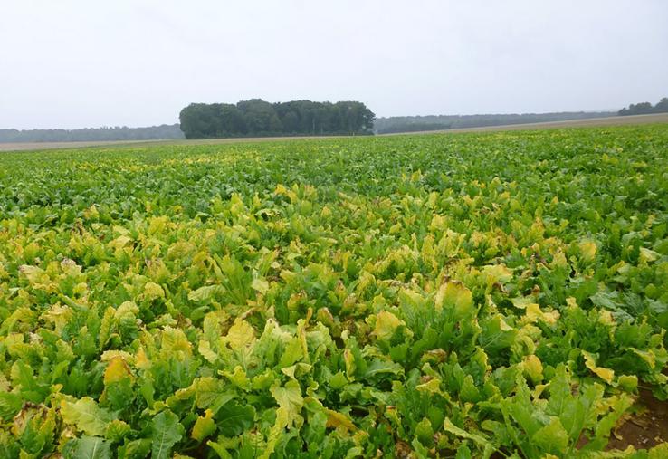 Une fois dans la plante, les virus provoquent des symptômes sur les feuilles qui perturbent la photosynthèse.
