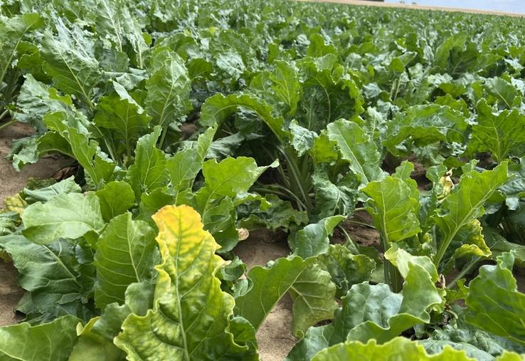 jaunisse de la betterave loi Duplomb acétamipride