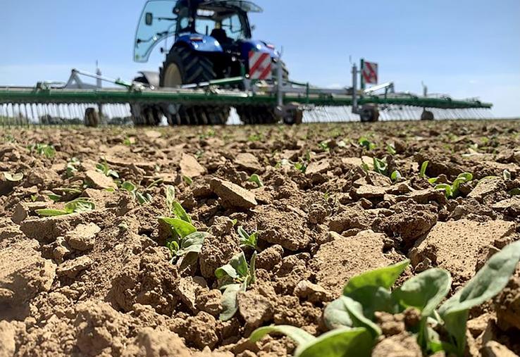 Le stade récolte est atteint une fois que les feuilles et branches ont pris une couleur marron foncé, vers la fin du mois de juillet, «en évitant la surmaturité».