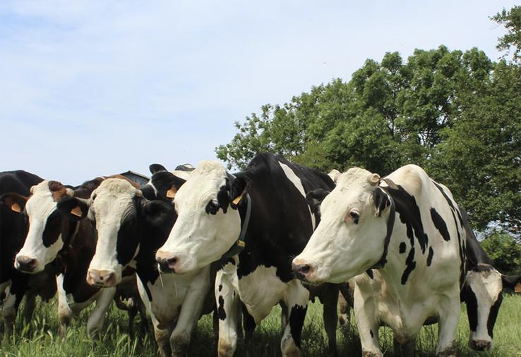 La vente de lait représente 90 % du produit, avec une moyenne de 471 €/1 000 litres. 