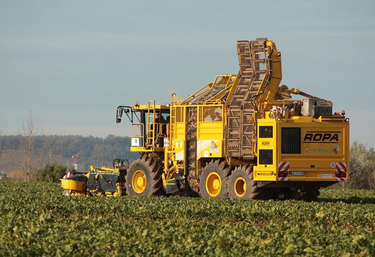 Dans la Somme, le rendement est de 96 t/ha à 16°, ce qui le situe au-dessus du rendement national (91 t/ha à 16°), derrière le rendement constaté en Seine-Maritime (103 t/ha à 16°) et dans le Nord-Pas-de-Calais (100 t/ha à 16°) et devant les autres départements producteurs. 