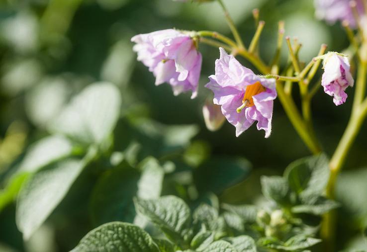 Sur les dix dernières années, depuis 2017, 63 nouvelles variétés ont ainsi été inscrites au catalogue.