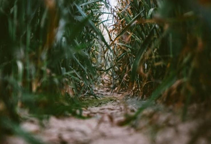 Bio en Hauts-de-France