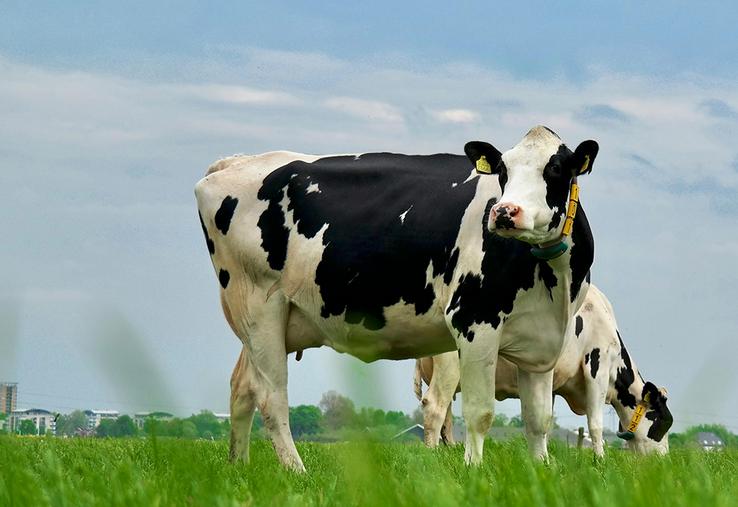 Perspectives agricoles