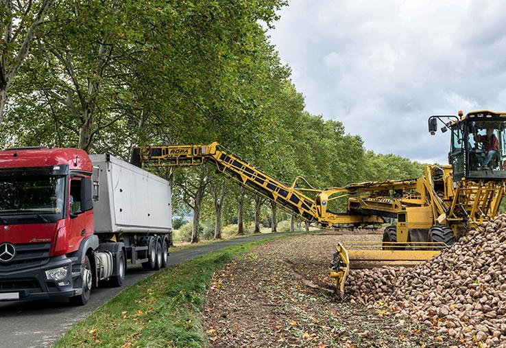 Les planteurs n’avaient pas connu de tels rendements depuis un moment. 