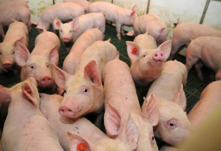 La France exporte des pièces boudées par les Français mais doit importer des pièces nobles, notamment des jambons. 