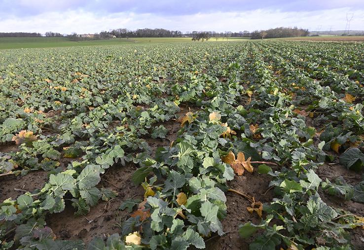 L’estimation de la biomasse du colza à la sortie de l’hiver et sa prise en compte dans le calcul de dose d’azote est un moyen simple et efficace pour optimiser  sa marge brute. 