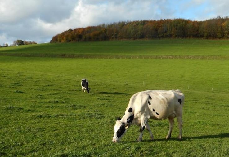 vache touchée par virus grippe aviaire
