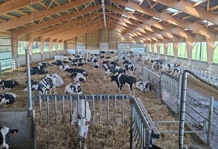 L’aire paillée et la circulation libre ont été choisies pour le bien-être des vaches. 