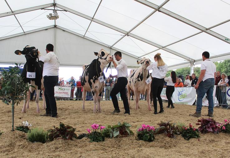 Cette année, la foire de Montdidier du 6 avril n’accueillera pas de concours bovin laitier. Rendez-vous à Terre en fête à Arras du 5 au 7 juin, puis à Plaine en fête à Candas les 29 et 30 aout. 